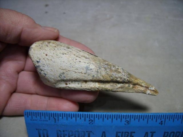 Charcarodontosaurus Dinosaur Foot Claw