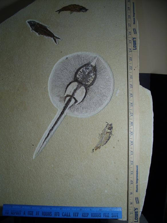 Fossil Stingray