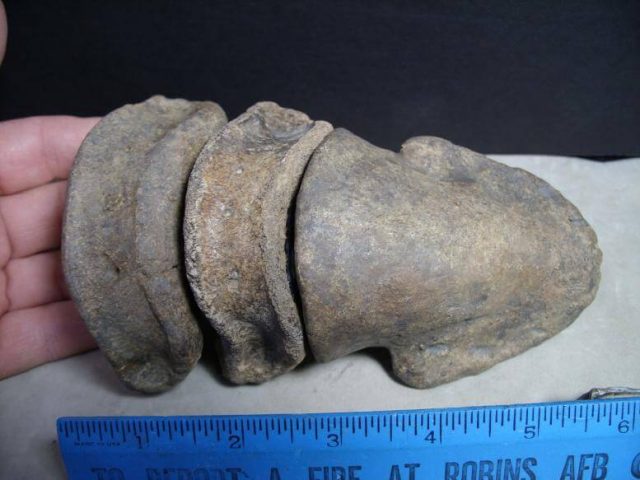 Hadrosaur fossils