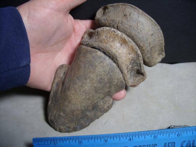 Hadrosaur fossils