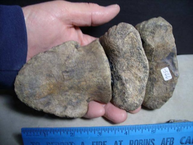 Hadrosaur fossils