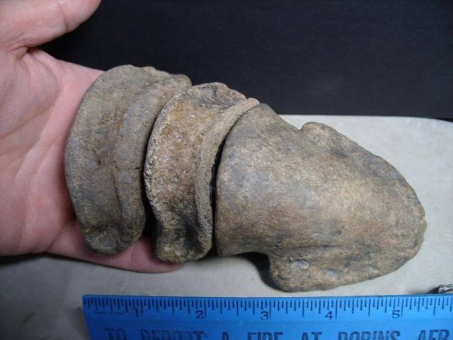 Hadrosaur fossils