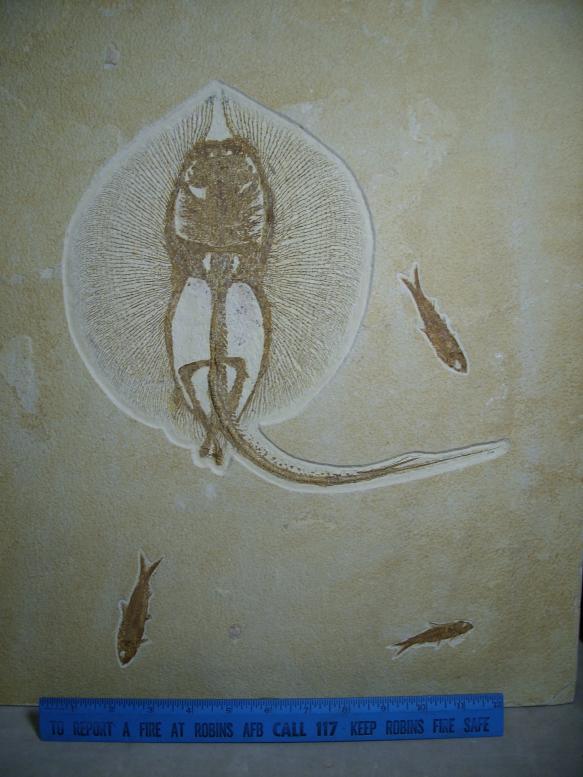 Heliobatis radians Fossil Stingray