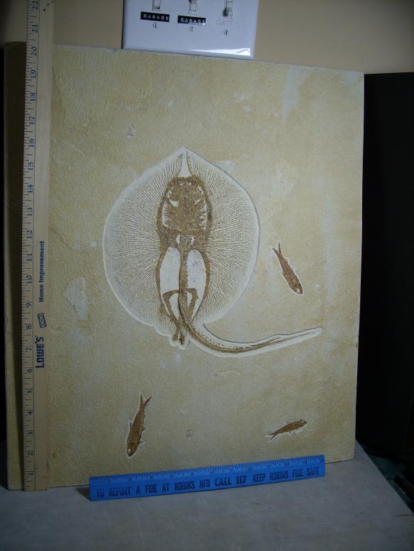 Heliobatis radians Fossil Stingray
