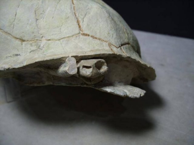 Fossil Pond Turtle with Head - Image 2