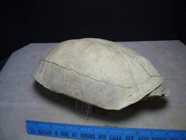 Testudo thomsoni fossil