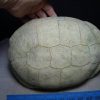 Testudo thomsoni fossil