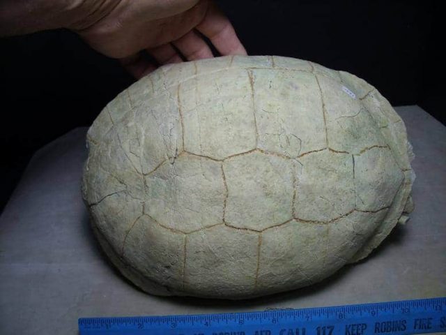Testudo thomsoni fossil