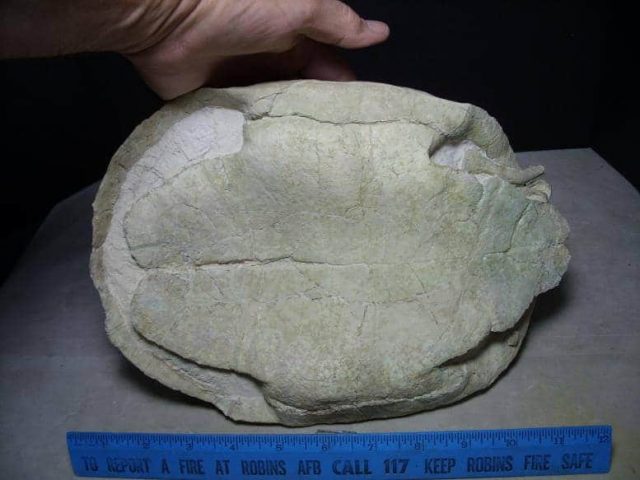 Fossil Pond Turtle with Head - Image 4