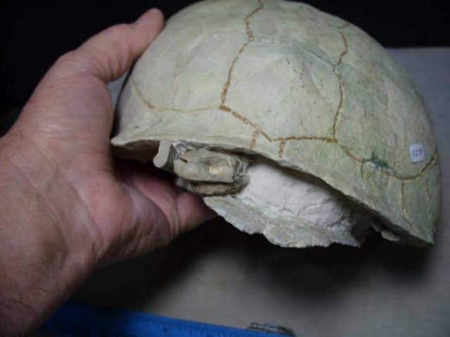 Testudo thomsoni fossil