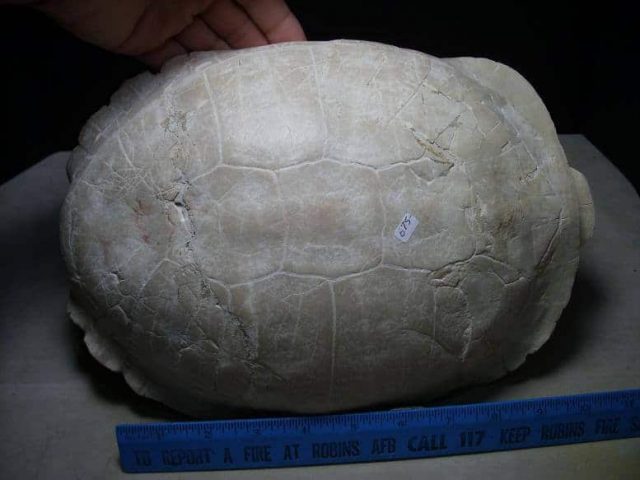 Fossil Turtle