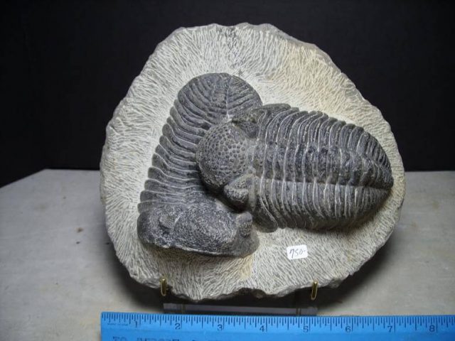 Phacops corconspectans Trilobite