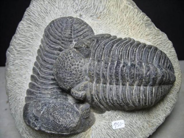 Phacops corconspectans Trilobite