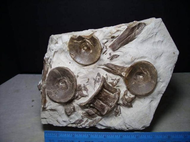 Xiphactinus audax