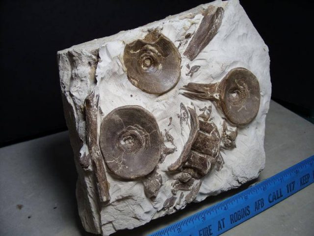 Xiphactinus audax - Image 2