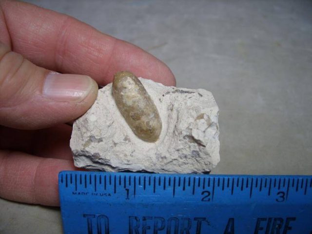 Fossil Snake Eggs