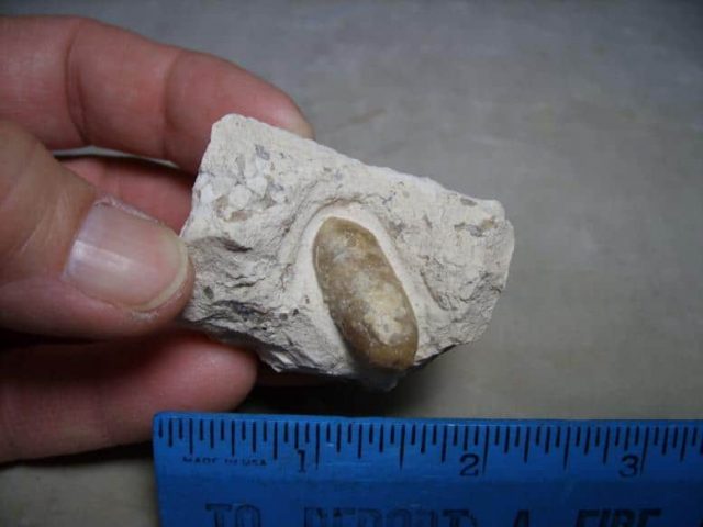 Fossil Snake Eggs