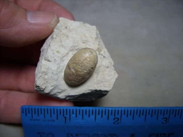 Fossil Snake Egg
