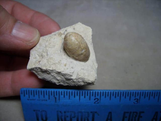 Fossil Snake Egg
