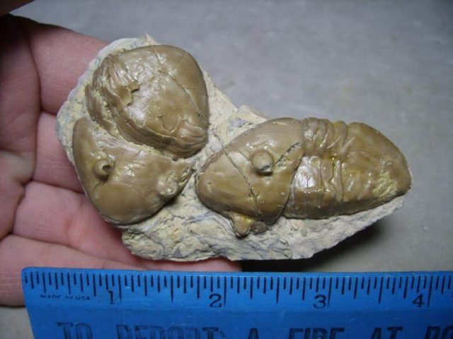 Homotelus Trilobite
