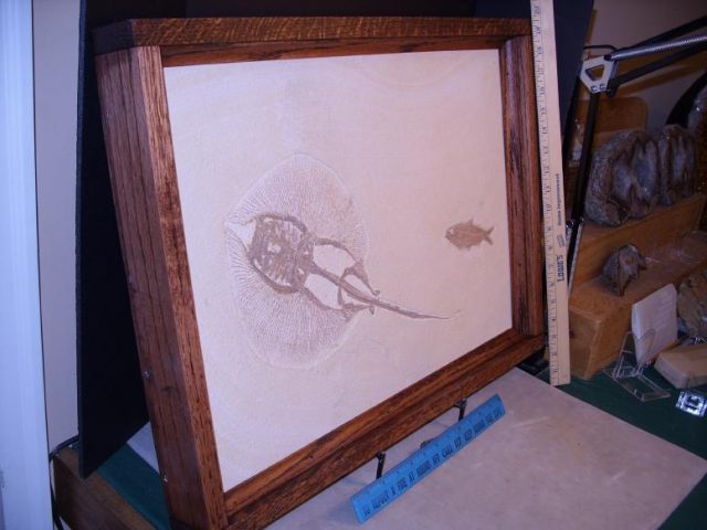 fish fossils