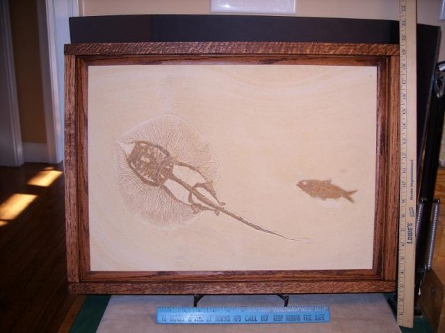 Fossil Stingray