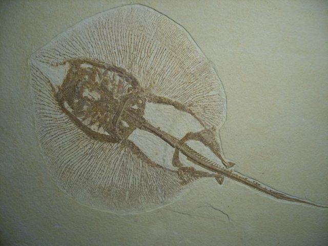 Fossil Fresh-water Stingray (023217n) - Image 3