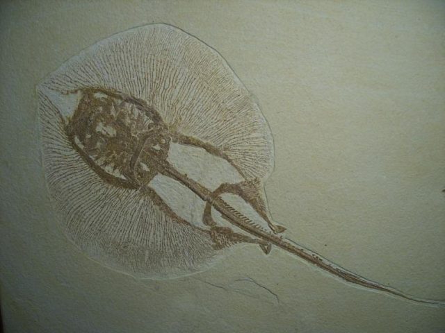 Fossil Fresh-water Stingray (023217n) - Image 4