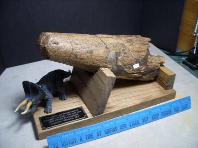 Triceratops Horn