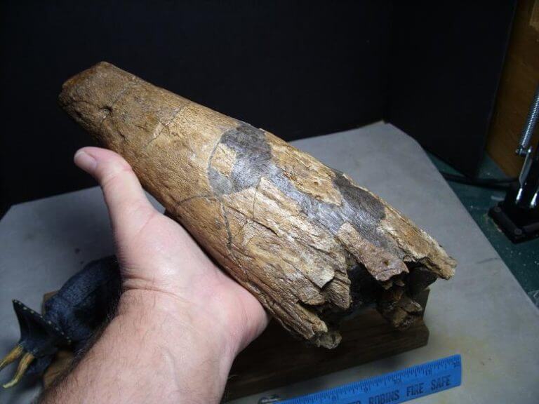 triceratops brow horn for sale