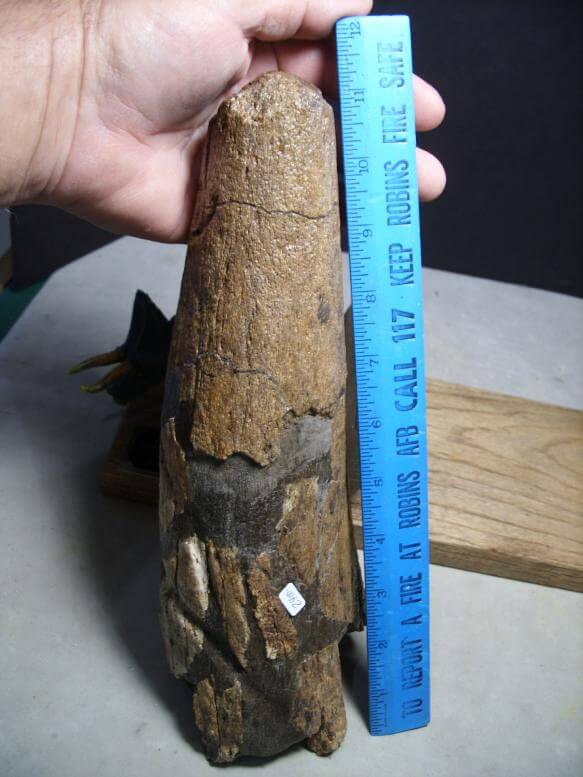 triceratops brow horn for sale