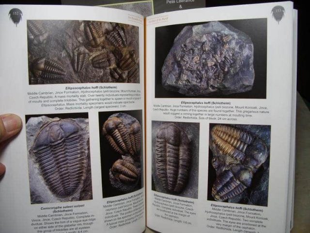 Trilobites of the World - Book (030317tw) - Image 3