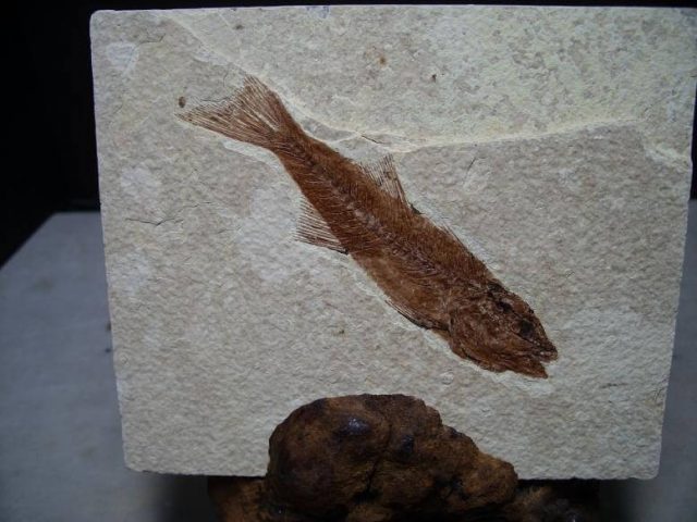 Mioplosus fossil fish