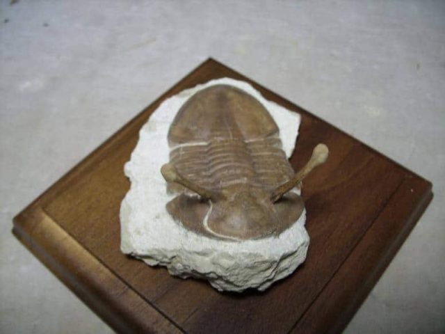 Kowalewski Trilobite