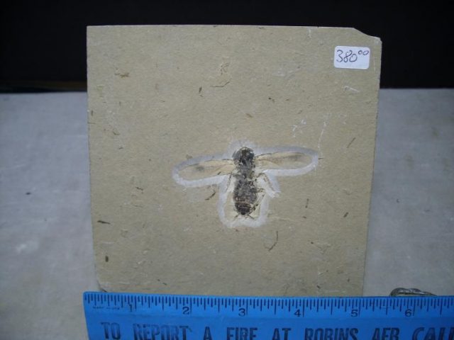 Cockroach Fossil