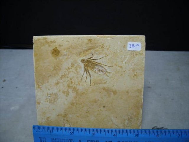 fossil dragonfly
