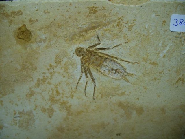 fossil dragonfly