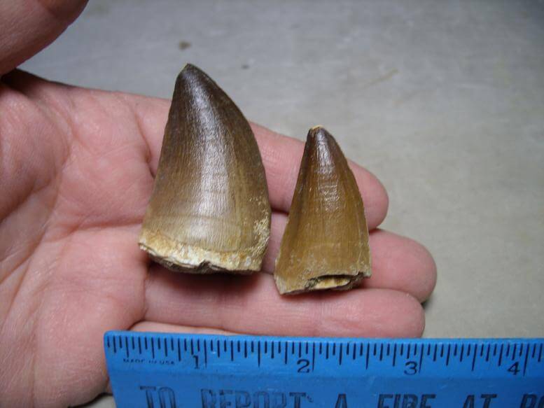 fake mosasaur teeth