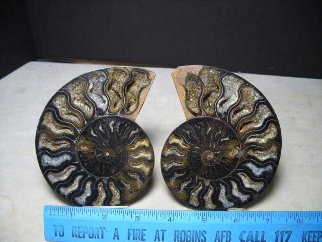 fossil dealers