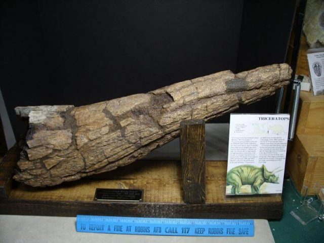 Triceratops dinosaur