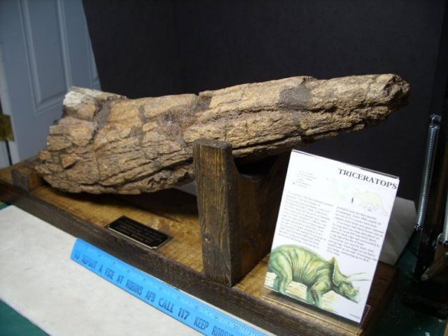 Triceratops dinosaur