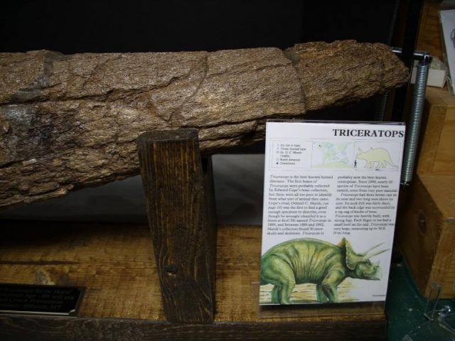 Triceratops dinosaur
