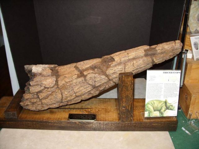 Triceratops dinosaur
