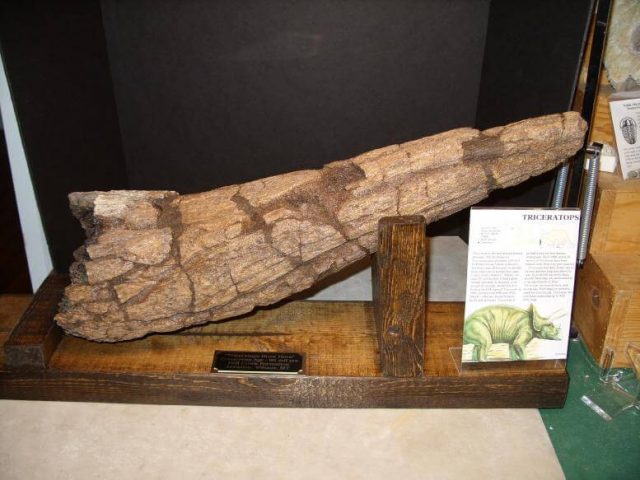 Triceratops dinosaur
