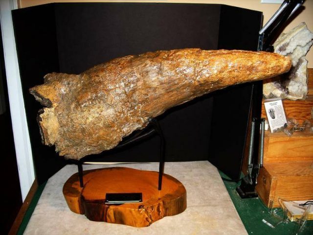 Triceratops Dinosaur