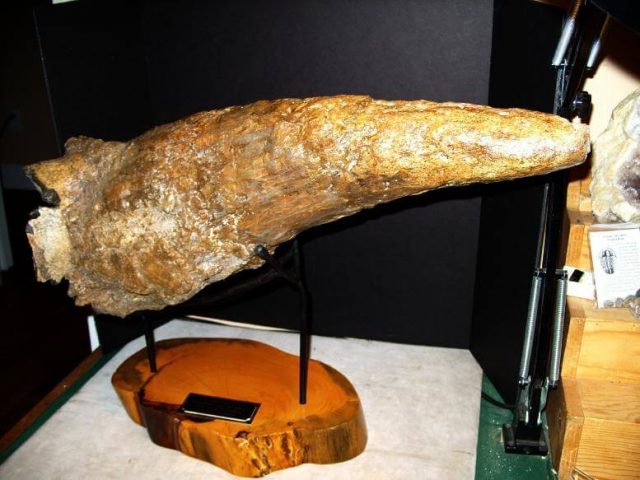 Triceratops Dinosaur