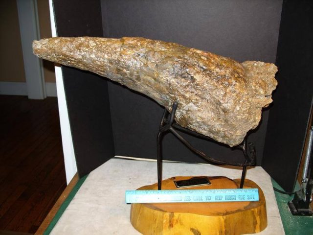 Complete Triceratops Horn (040217x) - Image 4