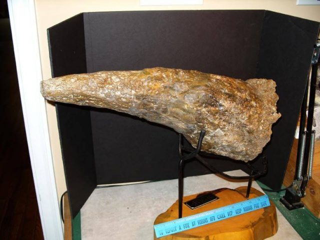 Triceratops Dinosaur