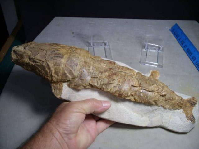 Fossil Fish Morocco