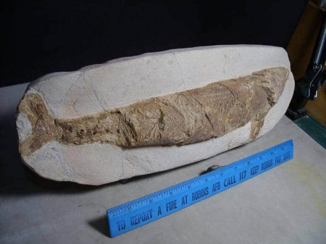 Moroccan Fossil Fish